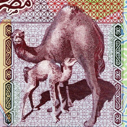 5 динаров 2002 года - Ливия (Pick 65) UNC